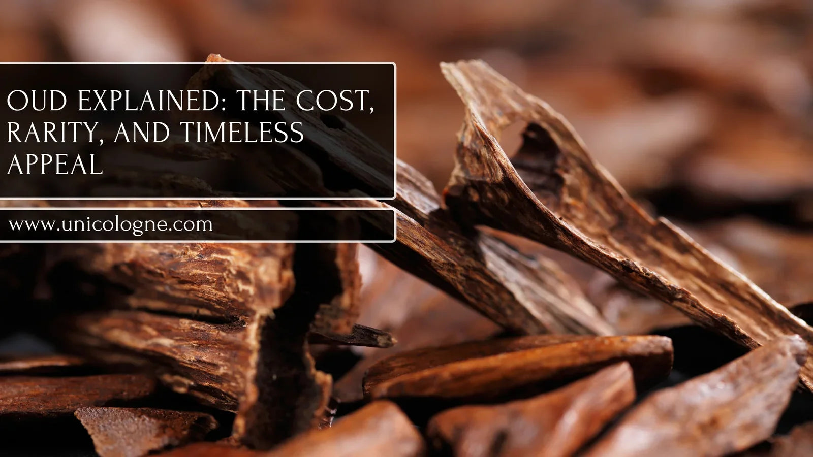 Oud: The Liquid Gold of Perfumery – Why It’s So Expensive and Worth It